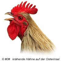 krähende Hähne auf der Osterinsel